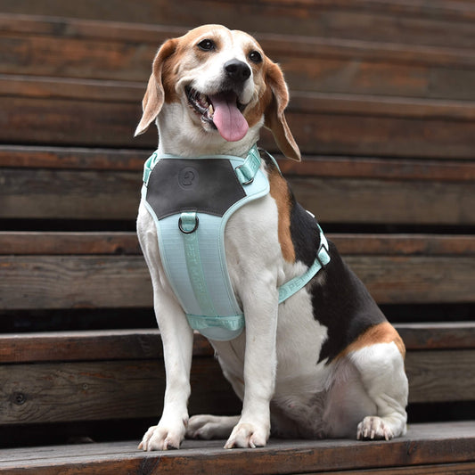 US Local PETMARVEL Adjustable Embroidered Stylish Dog Harness