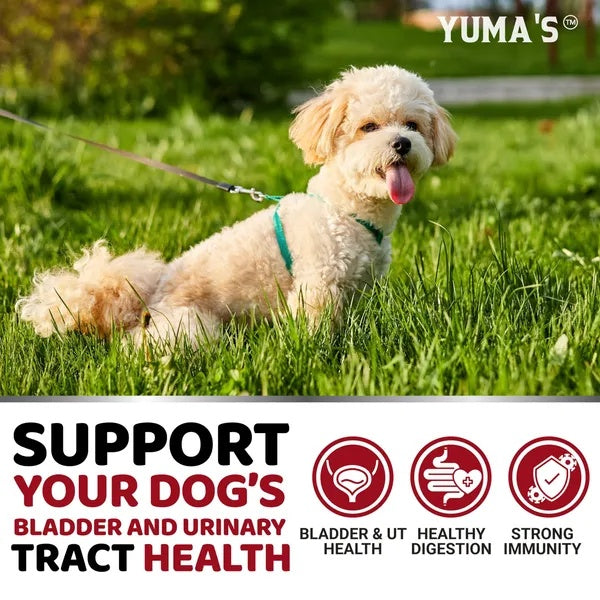 US Local Dog UTI Treatment 170 Treats Cranberry Supplement For Dogs Bladder Control For Dogs