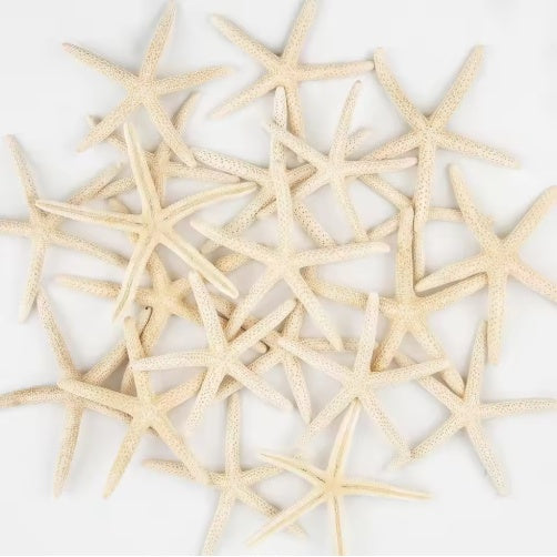 US Local 20 PCS 2-4 Inch 4-6 Inch Bulk Natural Real Starfish For DIY Crafts Wedding Beach Christmas Tree Ornaments