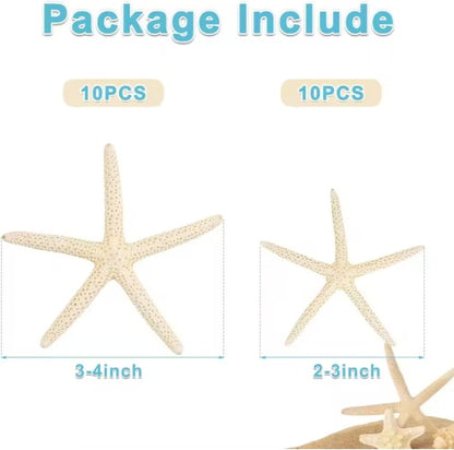 US Local 20 PCS 2-4 Inch 4-6 Inch Bulk Natural Real Starfish For DIY Crafts Wedding Beach Christmas Tree Ornaments