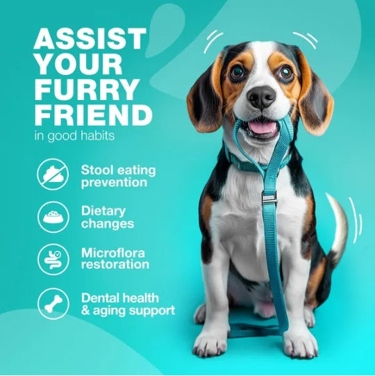 US Local No Poo Chews For Dogs Coprophagia Deterrent For Dogs Forbid For Dogs Stool Eating Deterrent Dog Probiotics For Digestive Health Digestive Gut Immune Health Treats No Poop Eating For Dogs