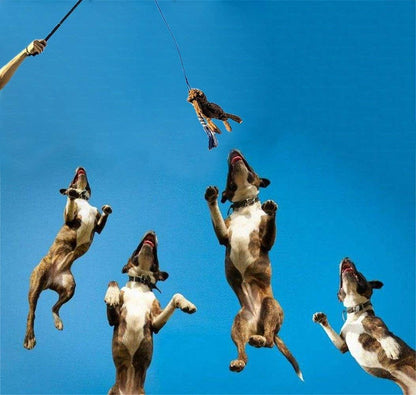 US Local Dog Extendable Teaser Wand Pet Flirt Stick Pole Puppy Chasing Tail Interactive Toy For Small Medium Large Dogs Training Playing Exercise