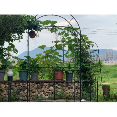 US Local Garden Arch Arbor Trellis For Climbing Plants With Gate, Durable Metal Garden Arch Outdoor Wedding Arch, For Wedding Ceremony Party Plant Climbing Rose Vines Lawn Courtyard Patio Black, 7.15ft