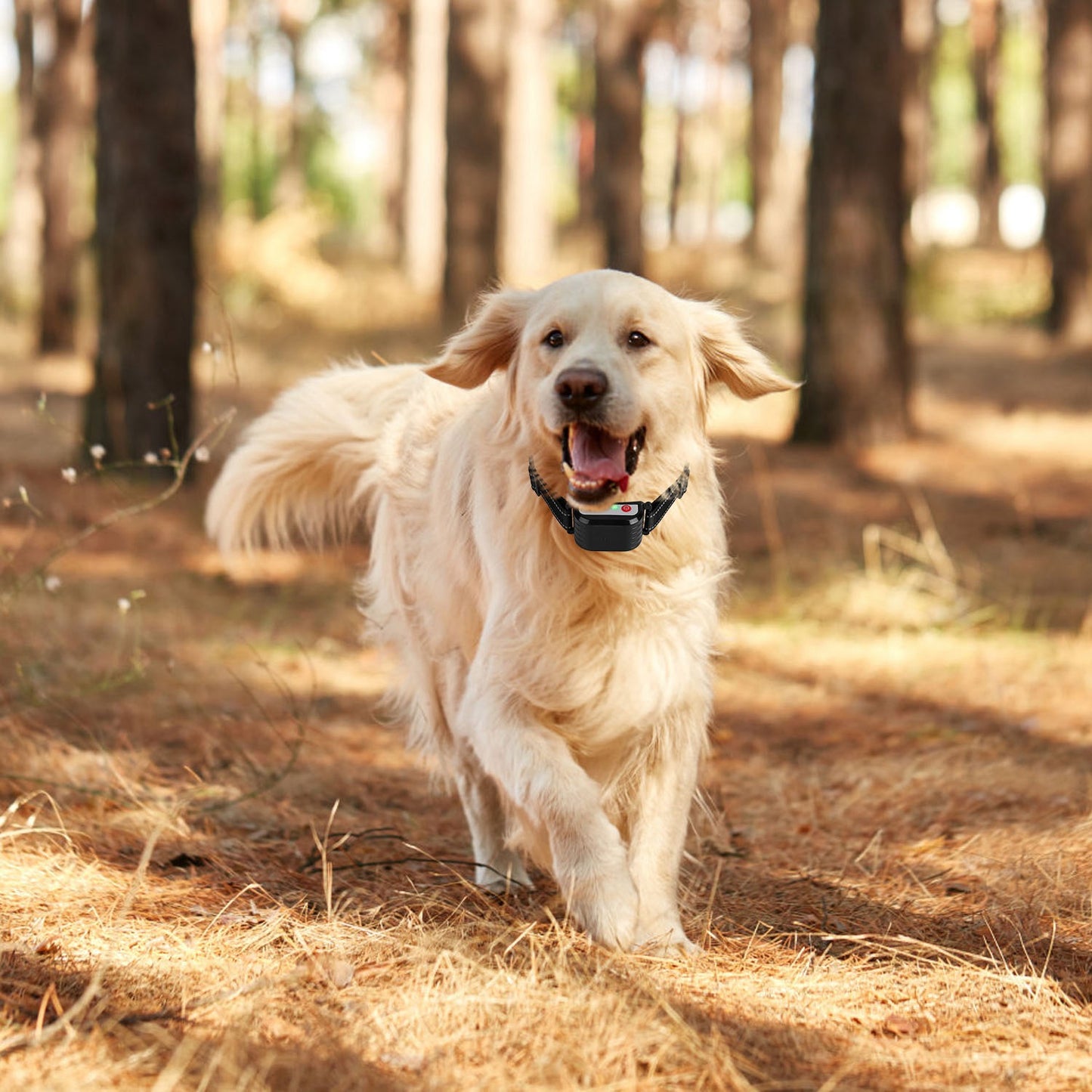 US Local 1Set 990FT Range Dog Wireless Fence Remote Training Collar IPX6 Waterproof Receiver With 0-9 Levels Beep Vibration Shock Mode 4 Channels Rechargeable Transmitter System